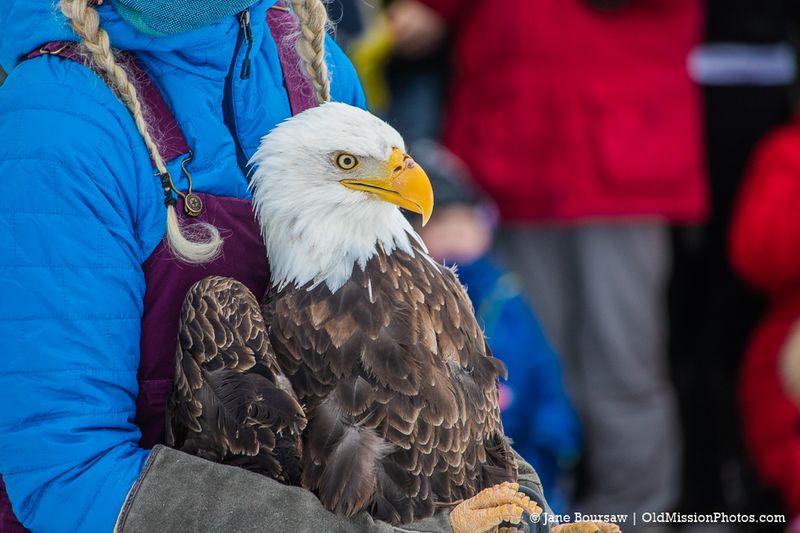 Bald Eagles Released At Veterans' Events