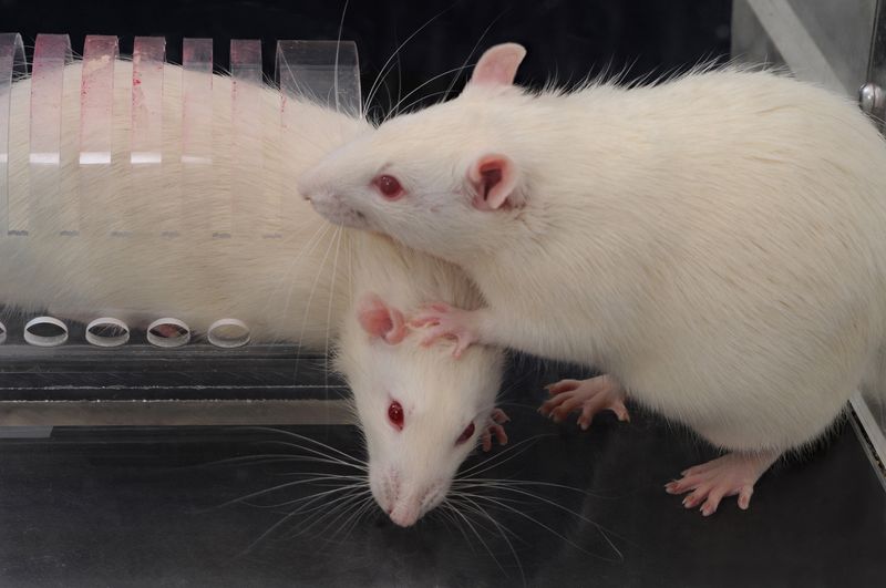 Rats: Misunderstood Heroes