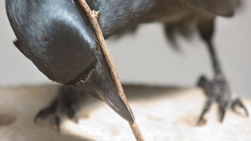Crows: Feathered Problem-Solvers With Long Memories