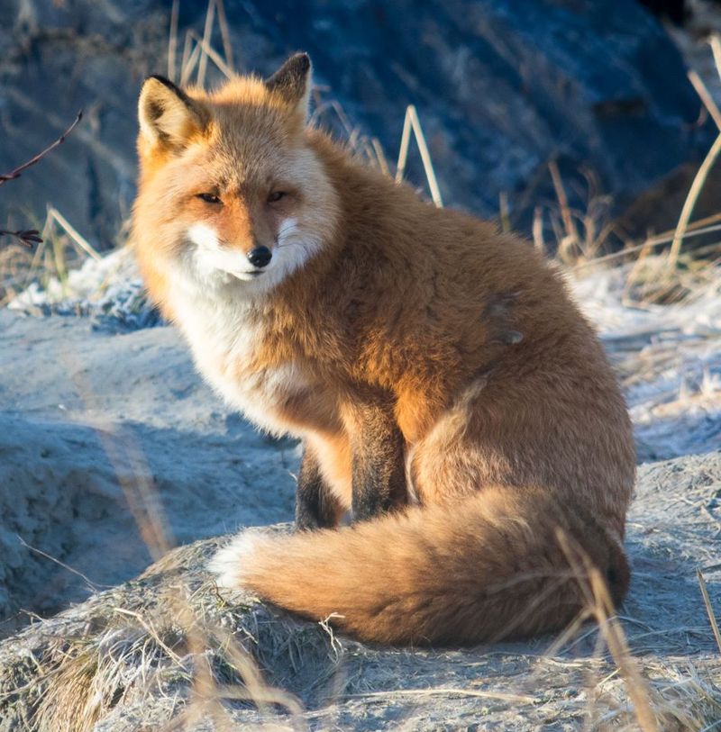 Red Fox