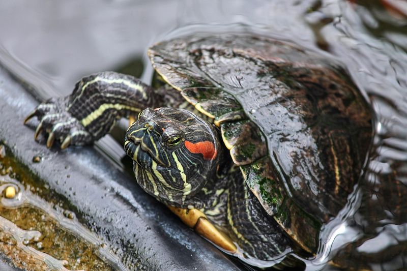 Captive Turtles Struggle With Natural Navigation