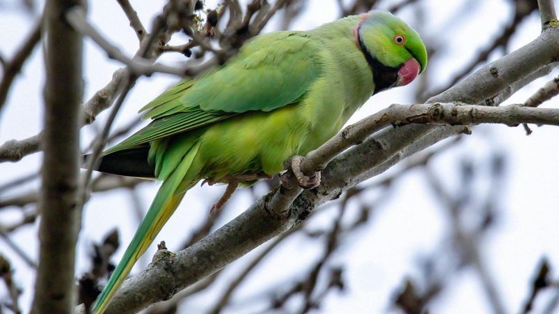 Parakeets Lose Their Way Without Human Care
