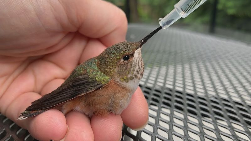 Limit Handling To Let The Hummingbird Recover