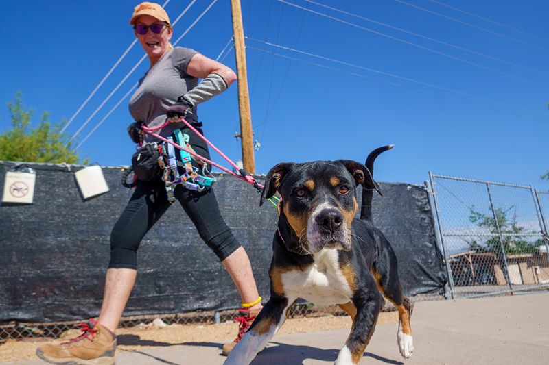 Volunteer As A Dog Walker