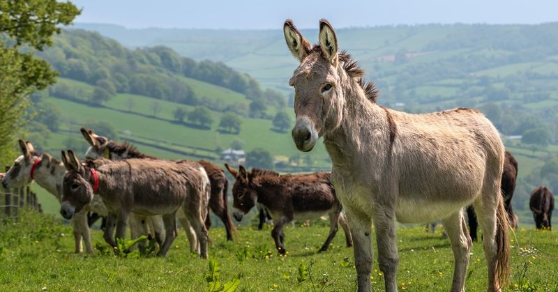 Donkeys Are All The Same Size