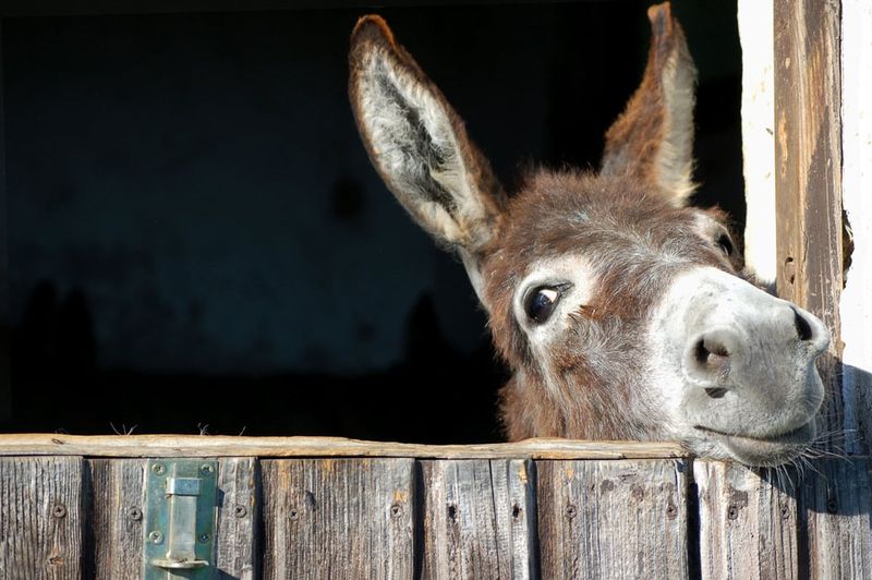 Donkeys Can't Be Trained