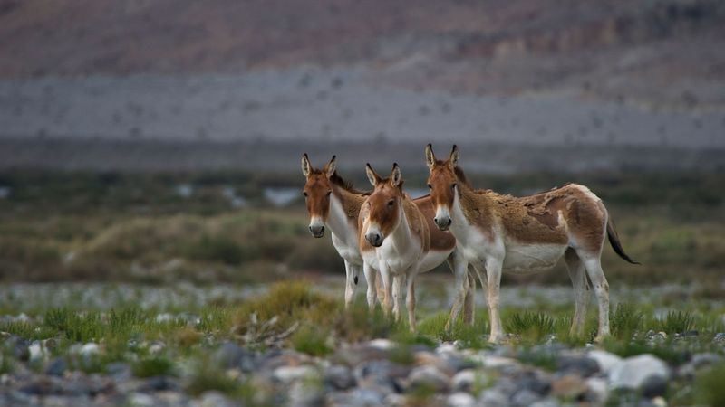 Donkeys Can't Run Fast