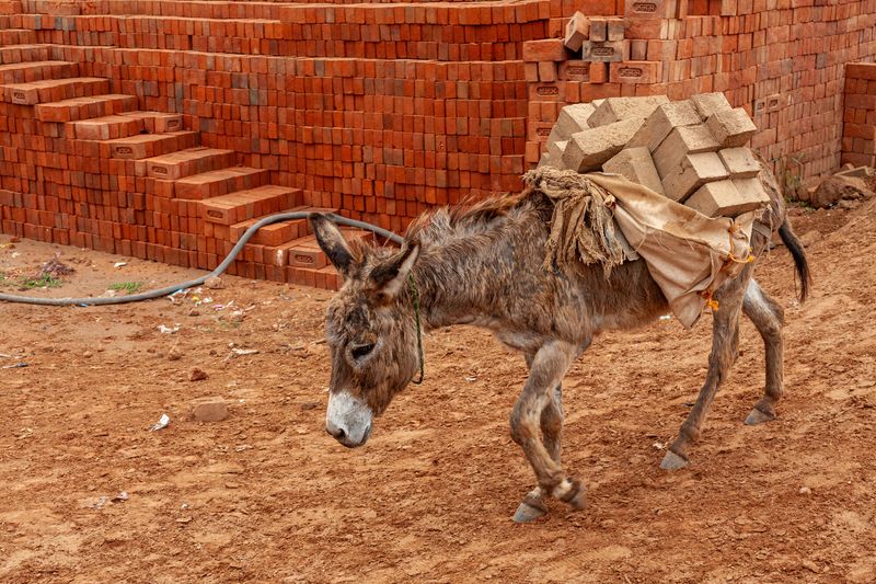 Donkeys Are Useless For Work