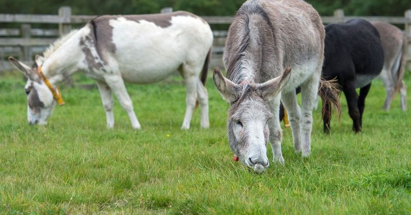 Donkeys Only Live In Deserts