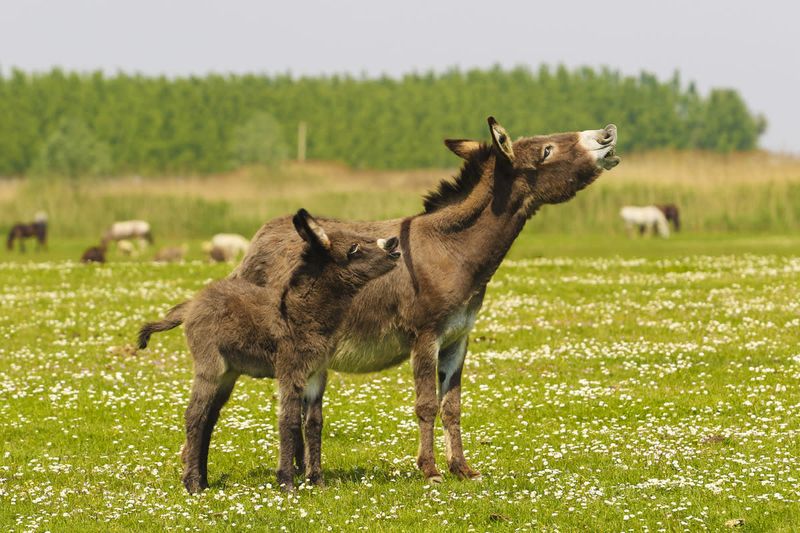Donkeys Always Bray Loudly