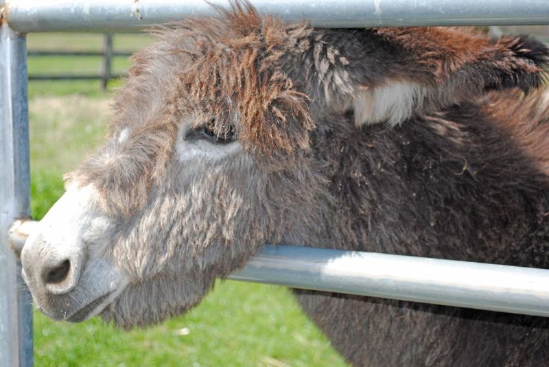 Donkeys Are Dumb