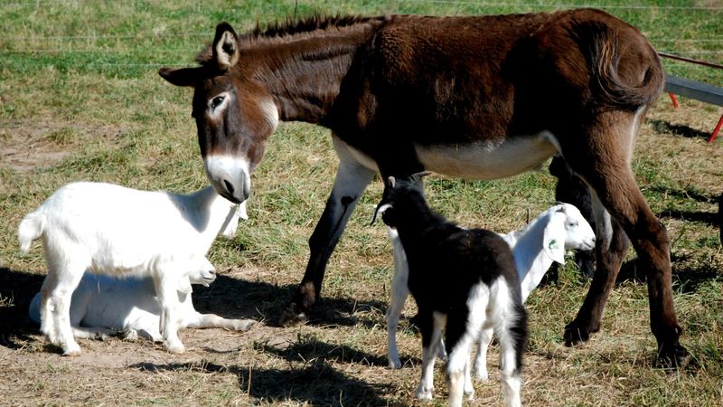 Donkeys Don't Get Along With Other Animals