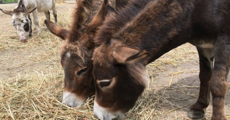 Donkeys Are Bad-Tempered