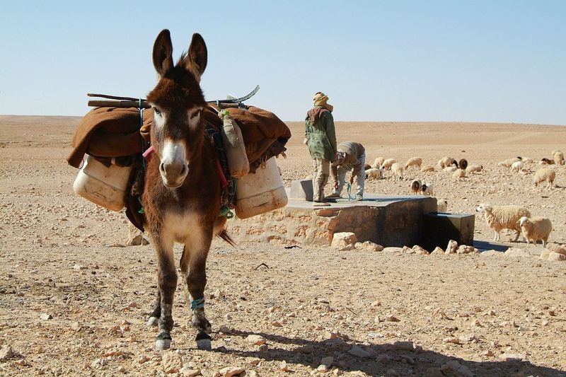 Donkeys Aren't Strong