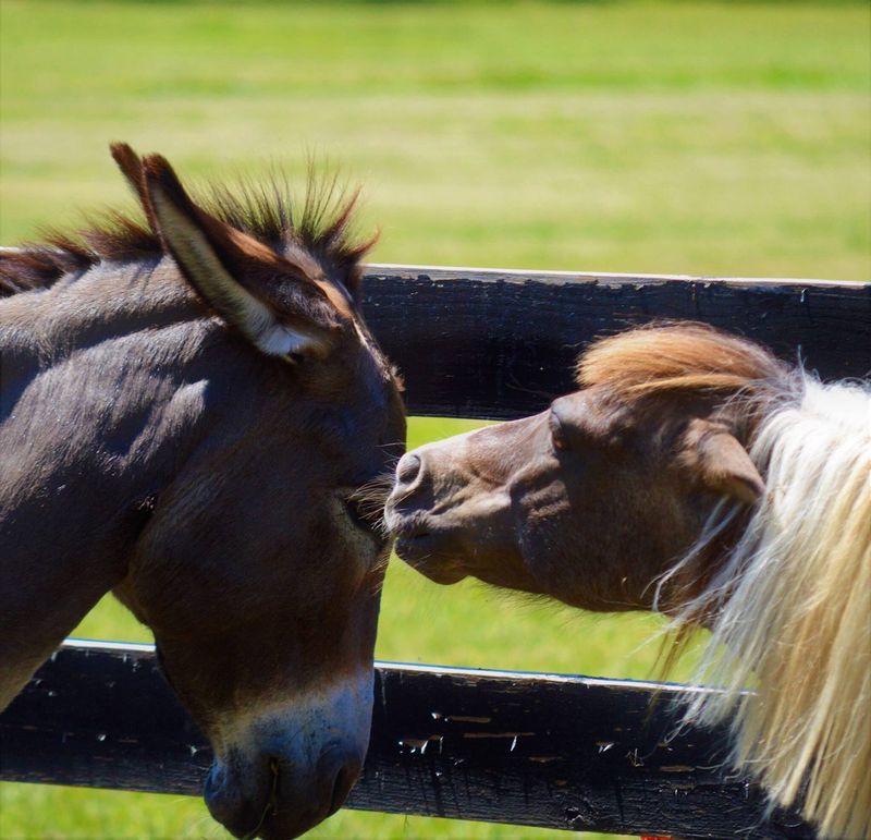 Donkeys Are Just Short Horses