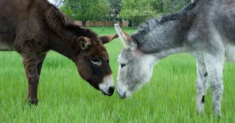 Donkeys Are Just Like Horses