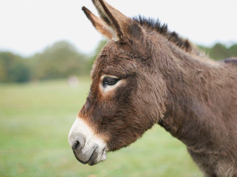 Donkeys Are Always Gray
