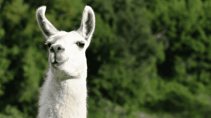 Llamas: Towering Guardians With Attitude