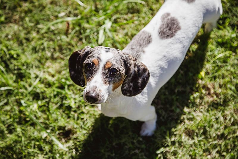 Piebald