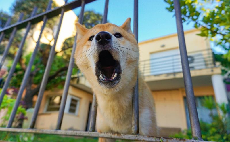 The Barking Chain Reaction