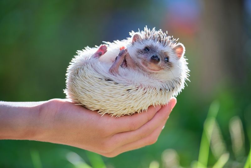 Hedgehogs: Prickly On The Outside, Sweet On The Inside