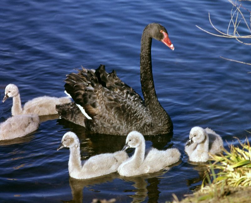 Graceful Swans