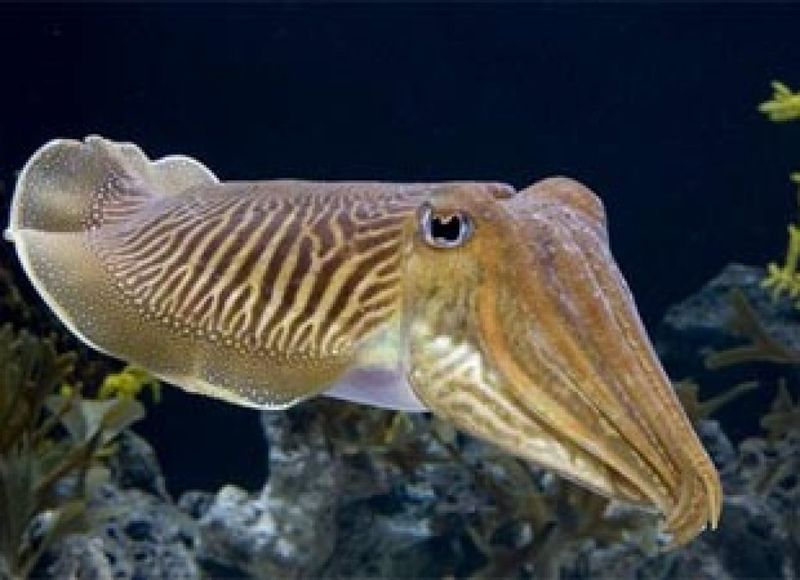 Cuttlefish