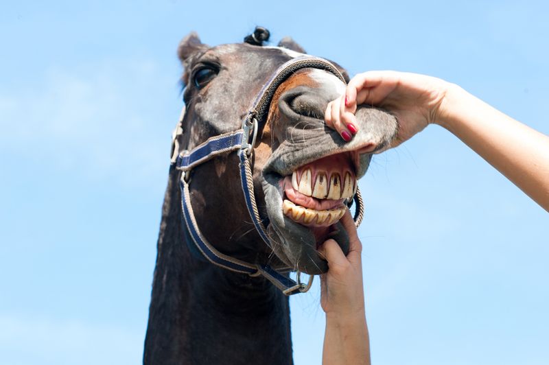 Bridle Fitting Suddenly Causes Drama