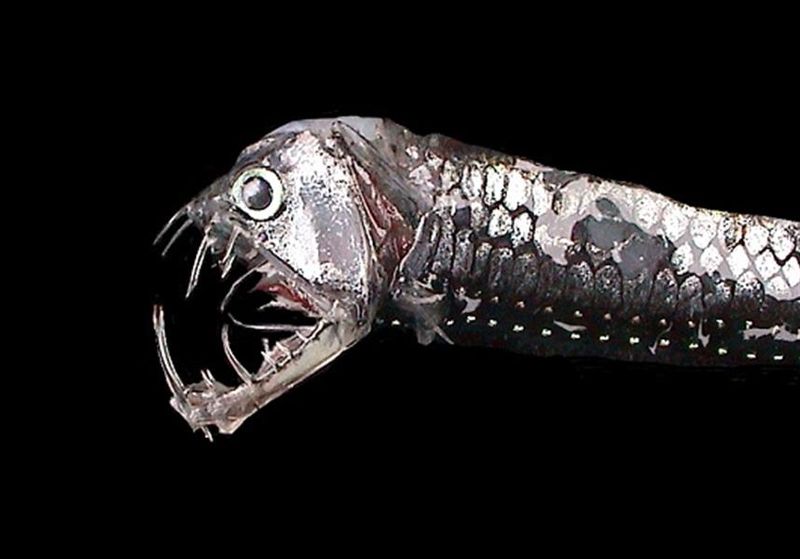 Toothy Nightmare