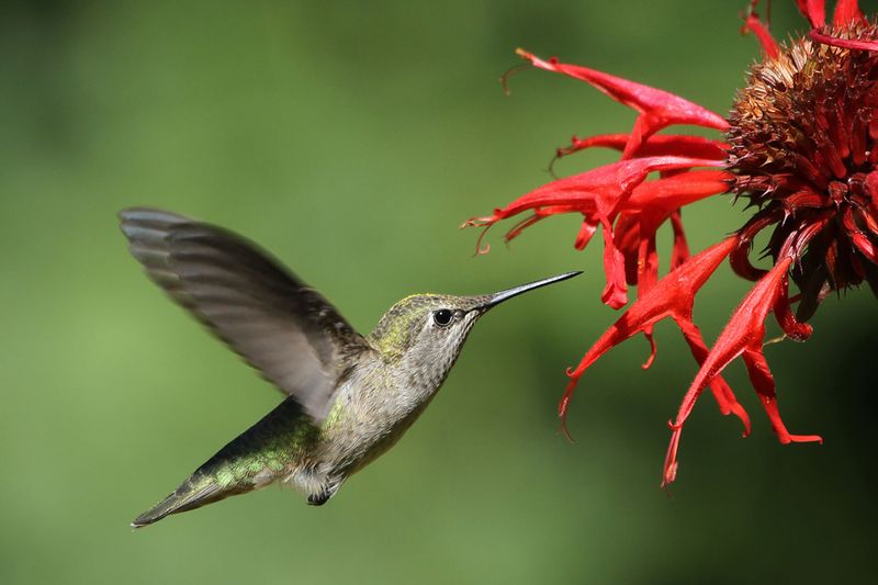 Hummingbirds: Tiny Pollinators With Big Impact