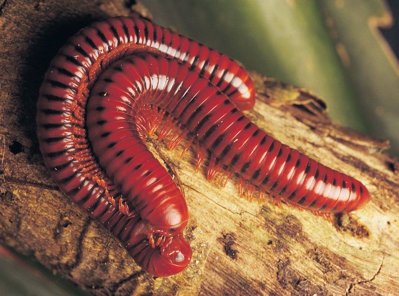 Millipedes: From Snake-Length To Pocket-Sized