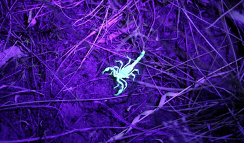 Scorpions