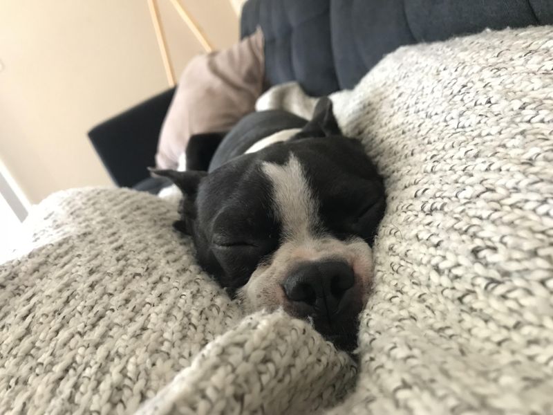Puzzle Piece Pups: Boston Terriers