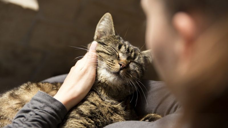 Trusting Companionship