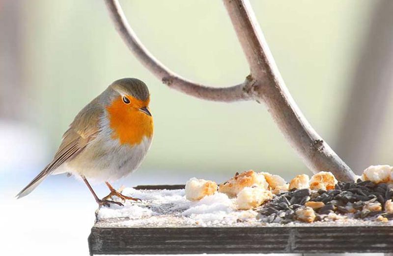 Cooked Rice: Unexpected Bird Buffet