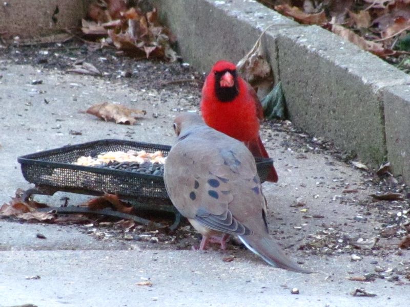Plain Cornmeal: Budget-Friendly Bird Food