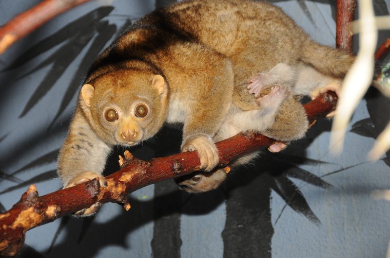Potto: The Slow-Motion Specialist