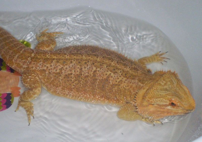 Bath Time Adventures
