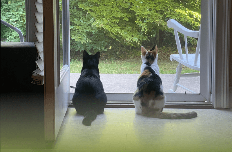Supervise Pets And Livestock