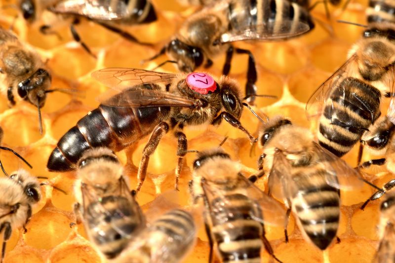 Queen Bee: The Royal Egg Layer