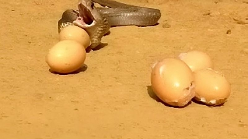 Mysterious Disappearance Of Eggs