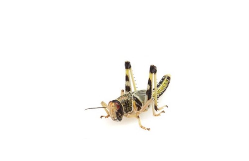 Locusts: Jumping Delicacies