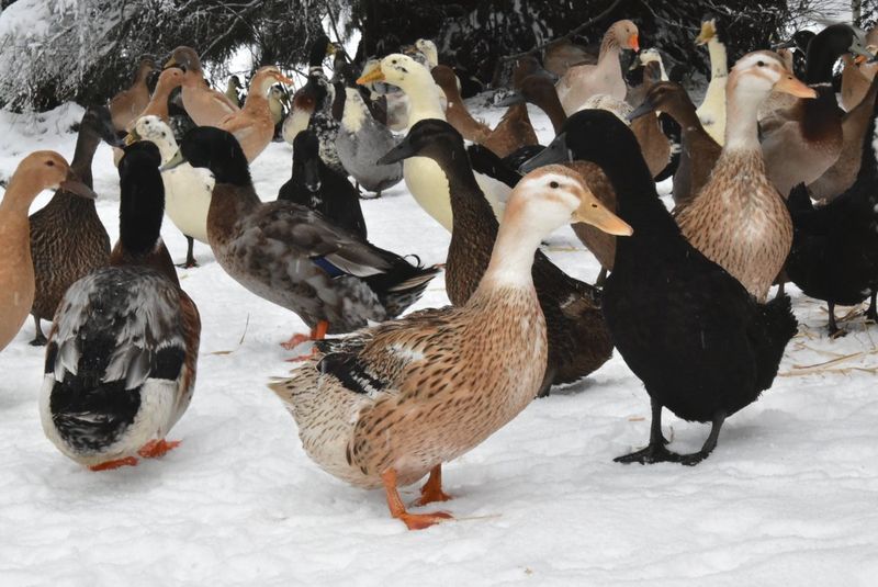 Ducks Are Weather-Hardy