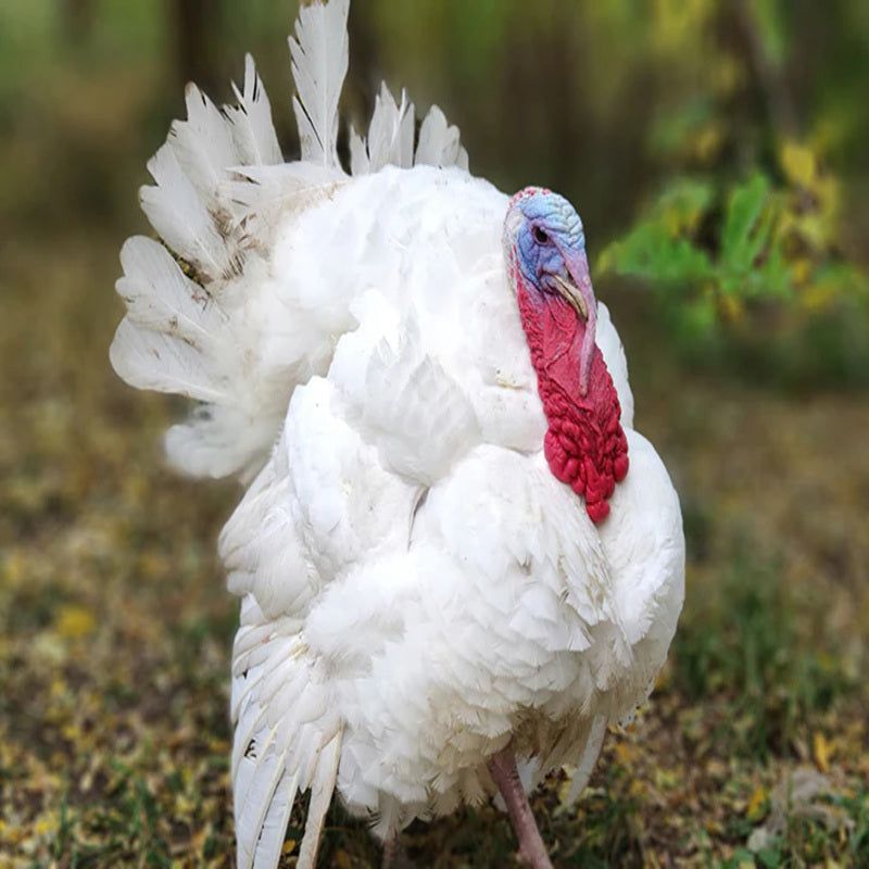 Turkey (Broad Breasted White)