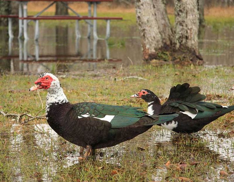 Duck (Muscovy)