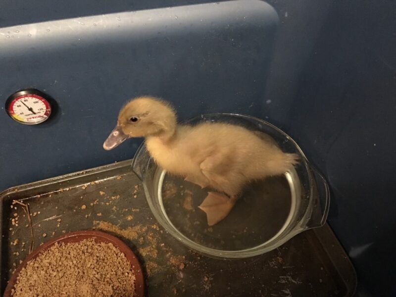 Ducklings Need Special Brooding Care