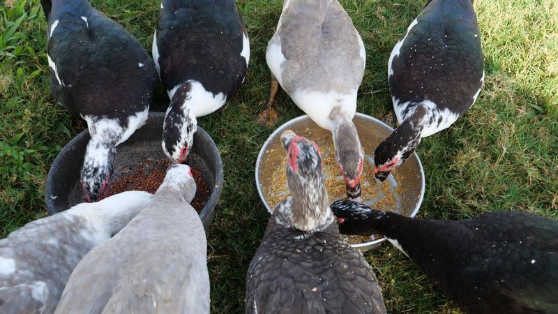Their Diet Needs Special Attention