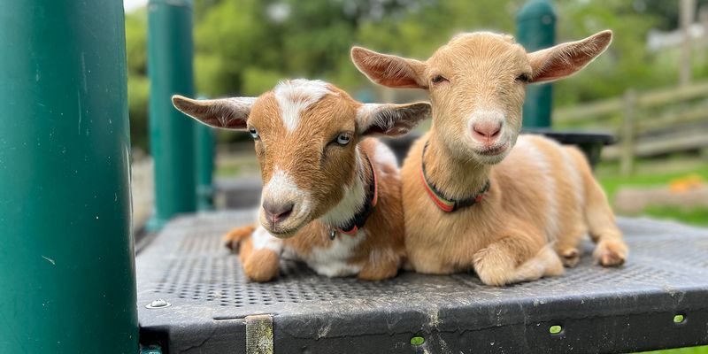 Nigerian Dwarf Goats: Compact Dairy Champions