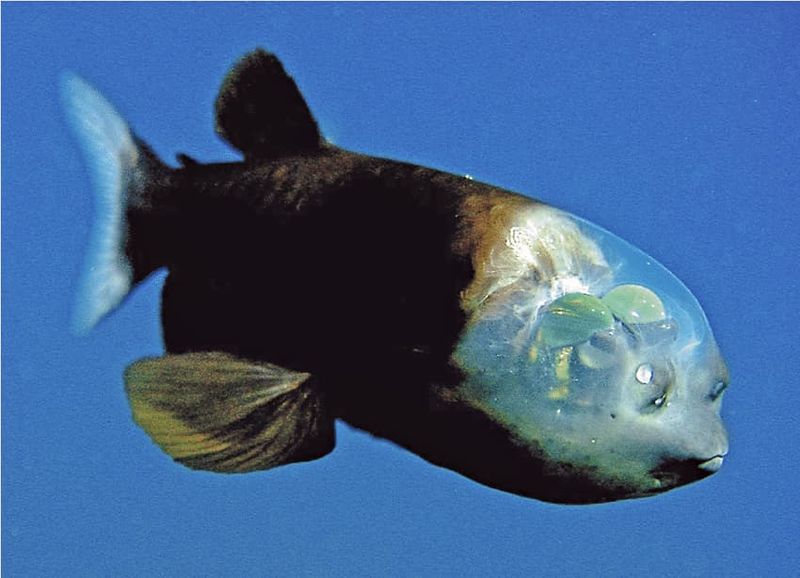 Barreleye Fish: The See-Through Head Hunter