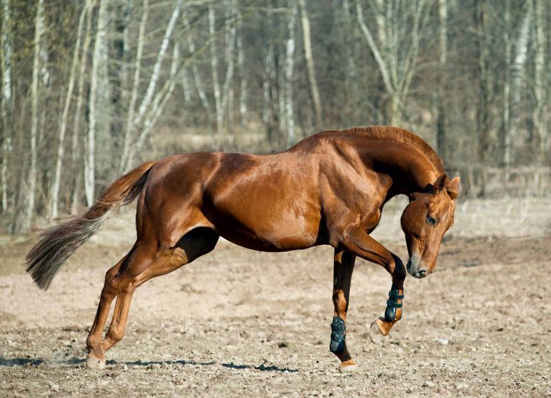 Chestnut